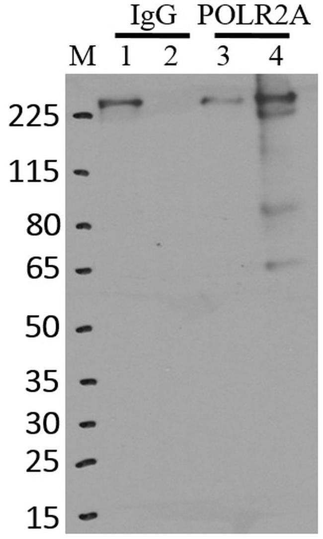 Phospho-RNA pol II CTD (Ser5) Antibody in RNA Immunoprecipitation (RIP)