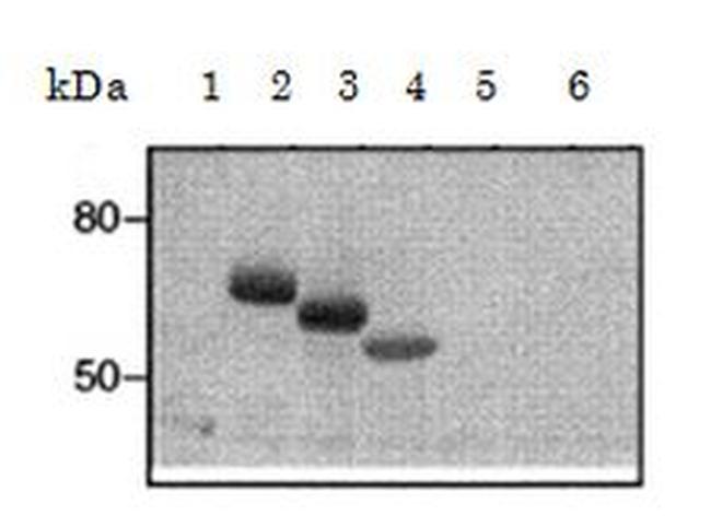 FceR1 alpha Antibody in Western Blot (WB)