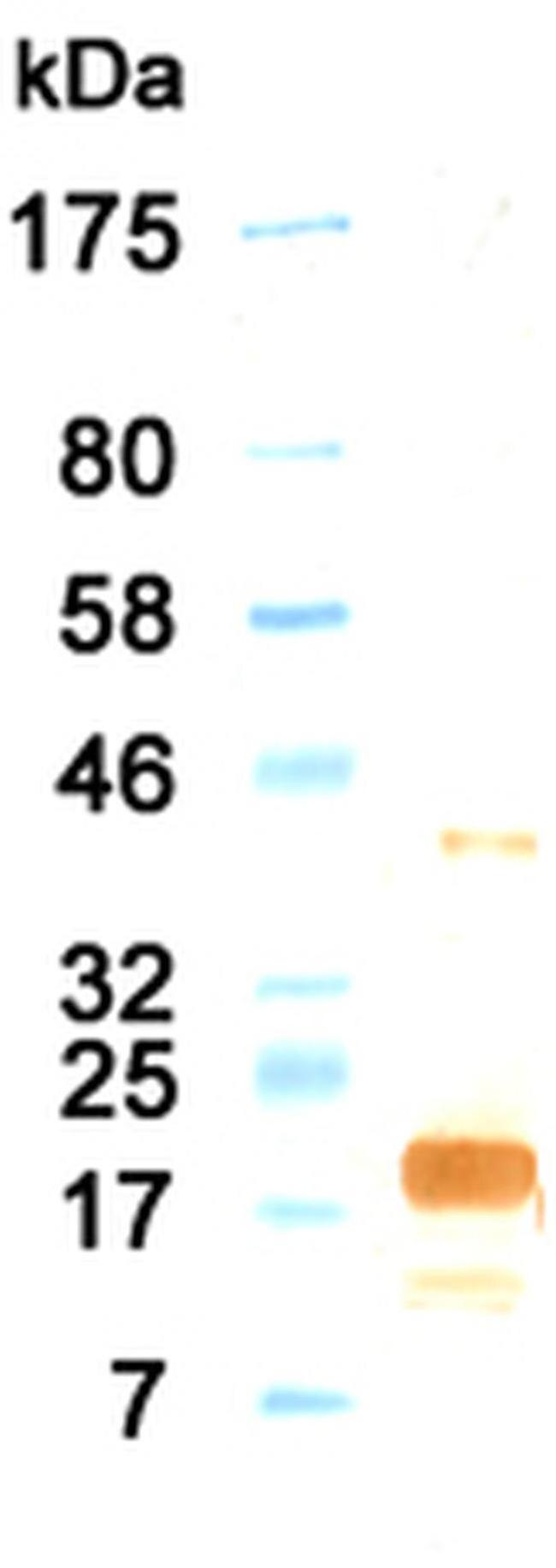 IL-11 Antibody in Western Blot (WB)