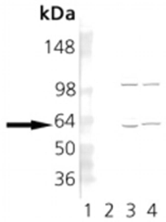 TCP1 Antibody in Western Blot (WB)