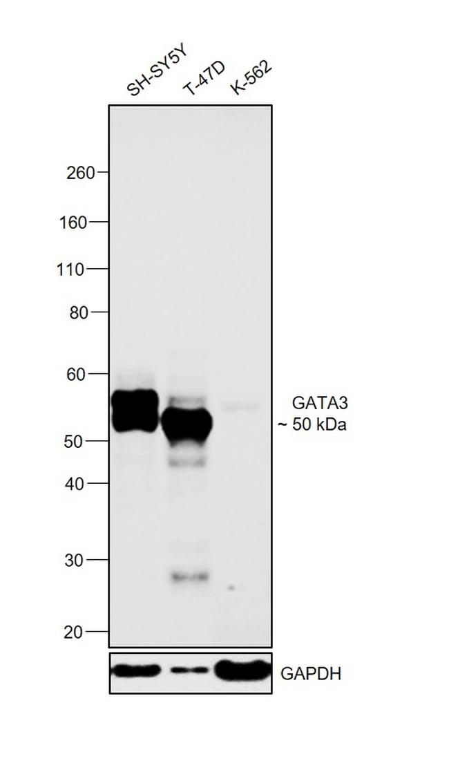 GATA3 Antibody in Western Blot (WB)