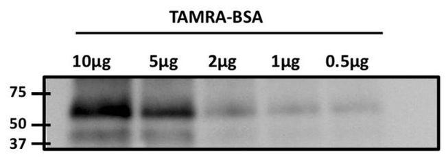 TAMRA Antibody in Western Blot (WB)