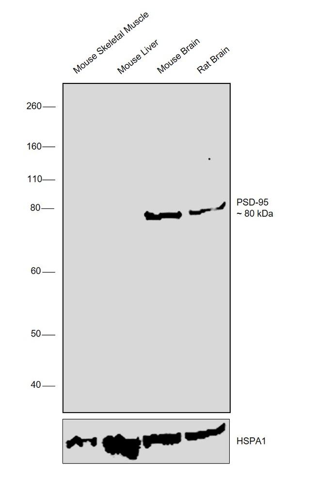 PSD-95 Monoclonal Antibody (7E3-1B8)