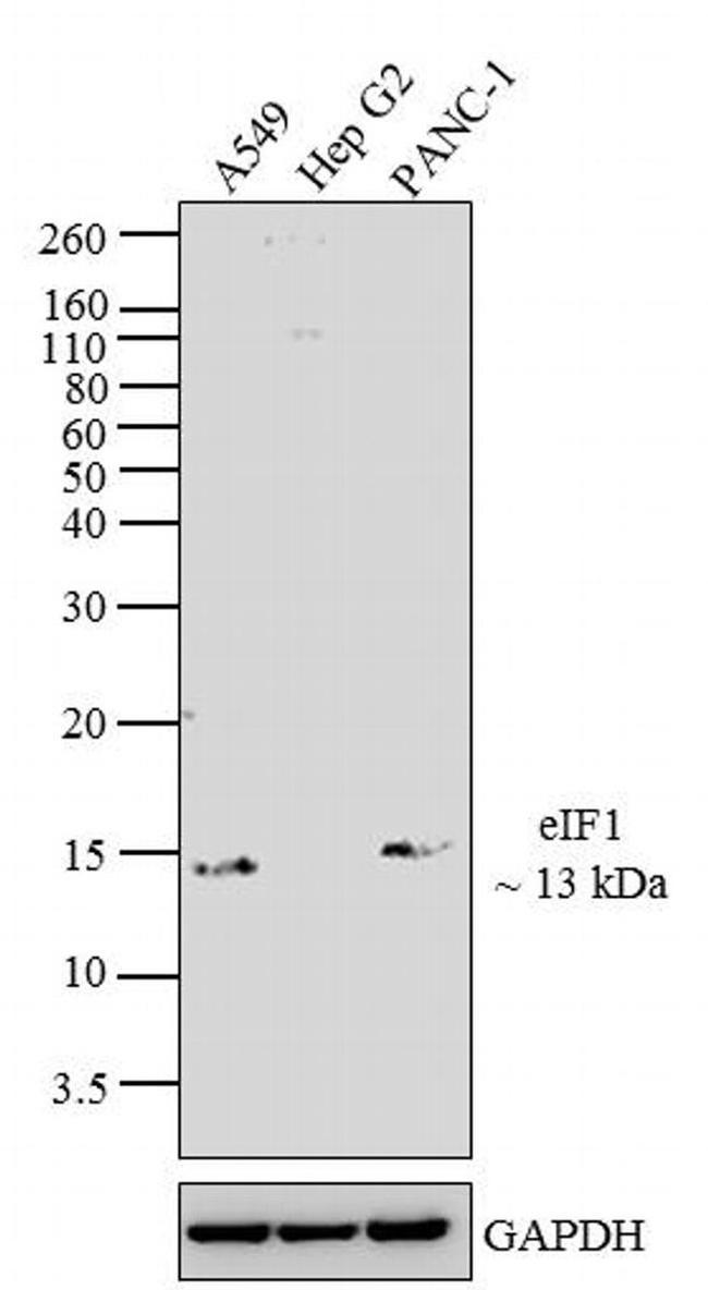 eIF1 Antibody in Western Blot (WB)