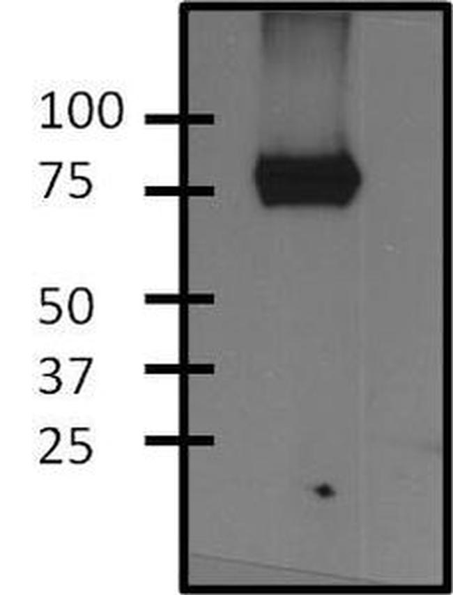 ERK3 Antibody in Western Blot (WB)