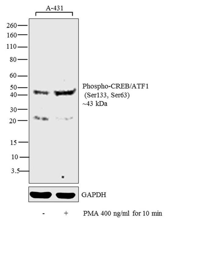 Phospho-CREB/ATF1 (Ser133, Ser63) Antibody