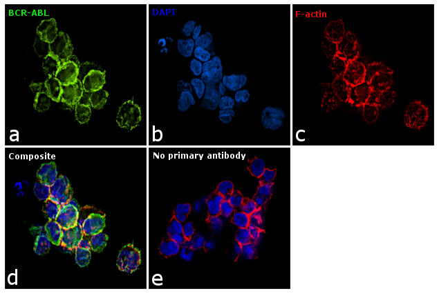 BCR-ABL Antibody in Immunocytochemistry (ICC/IF)