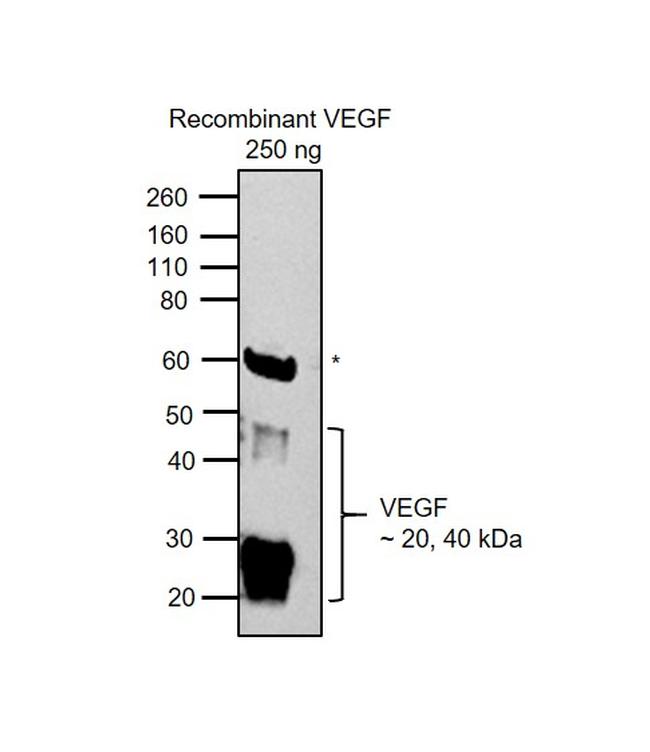 VEGF Antibody in Western Blot (WB)