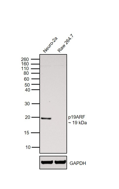 p19ARF Antibody