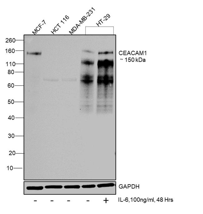 CD66 (CEACAM) Antibody