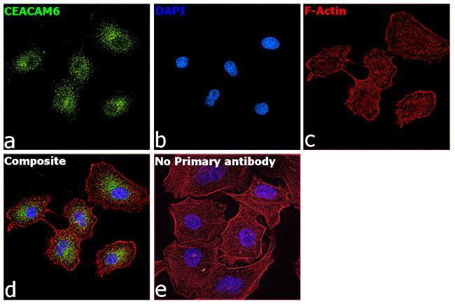 CEACAM5/CEACAM6 Antibody in Immunocytochemistry (ICC/IF)
