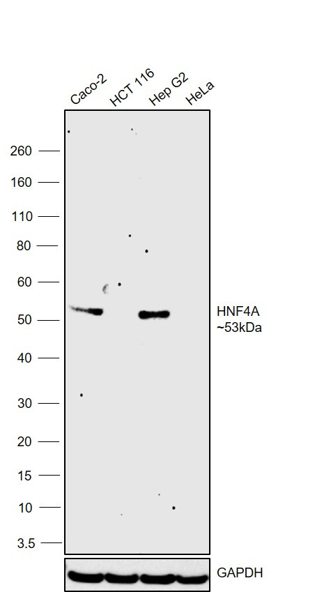 HNF4A Antibody