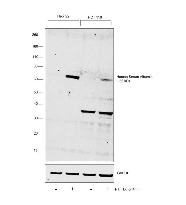 Human Serum Albumin Antibody in Western Blot (WB)