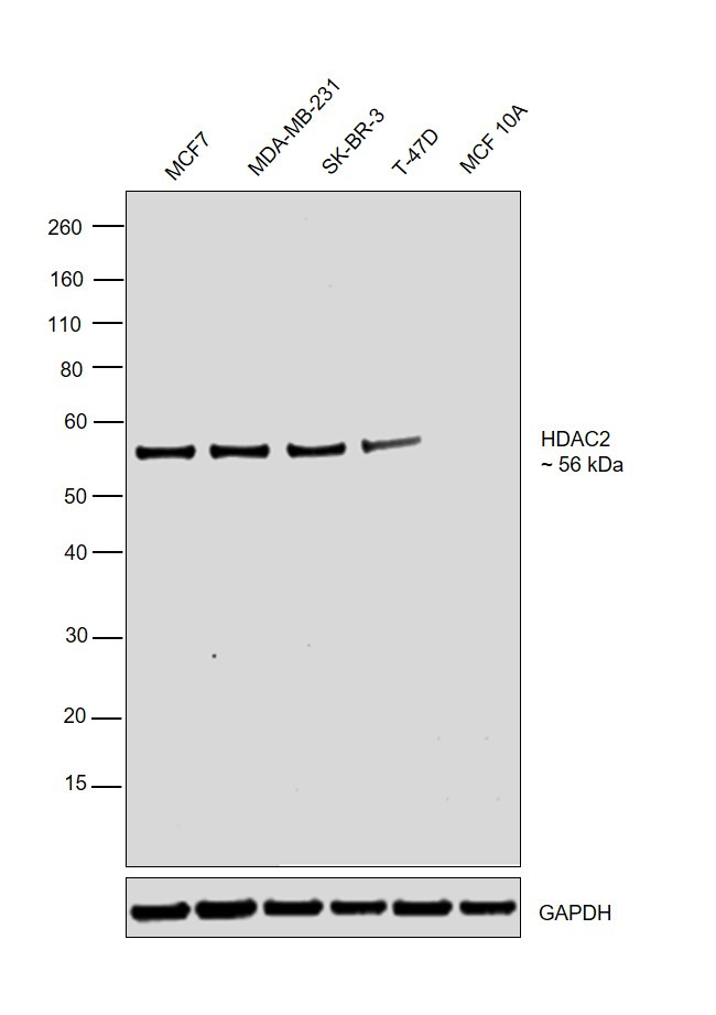 HDAC2 Antibody