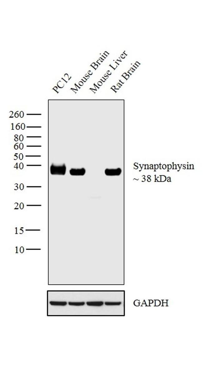 VAMP1 Monoclonal Antibody (4E206)