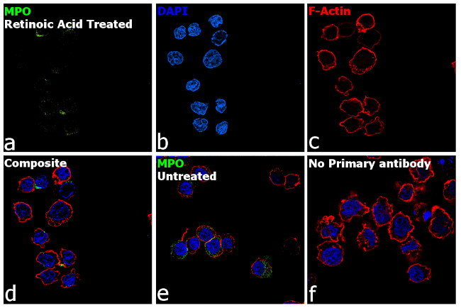 Myeloperoxidase Antibody in Immunocytochemistry (ICC/IF)