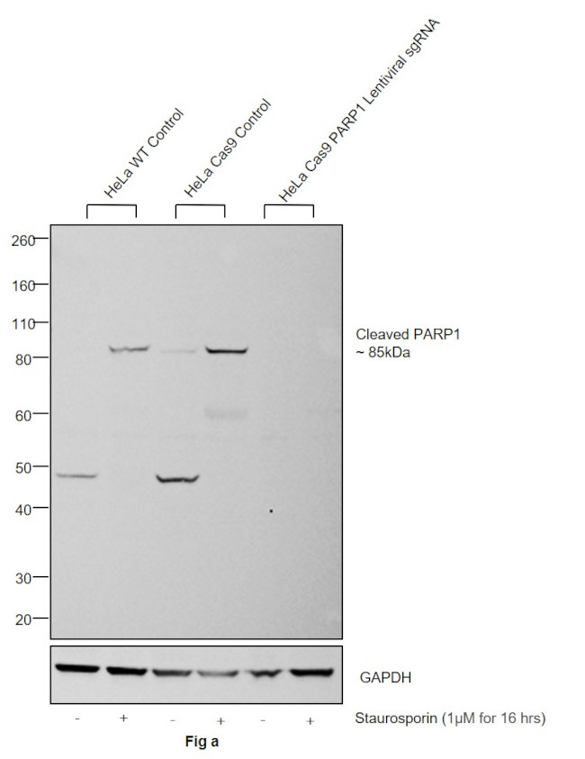 PARP1 (cleaved Asp214, Asp215) Antibody