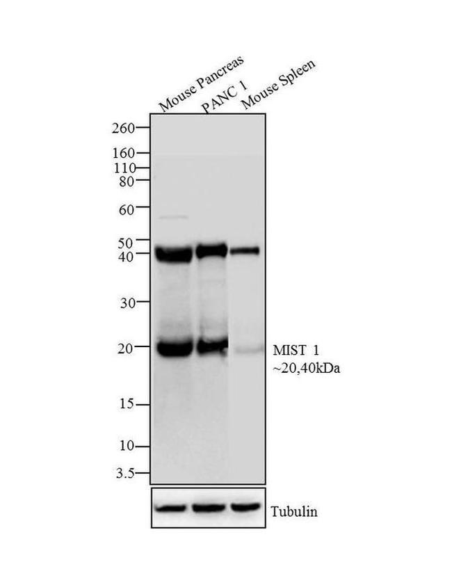 Mist1 Antibody in Western Blot (WB)