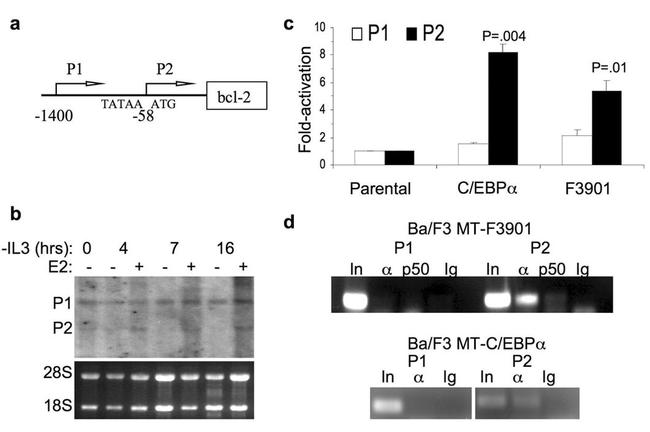 C/EBP alpha Antibody in ChIP Assay (ChIP)