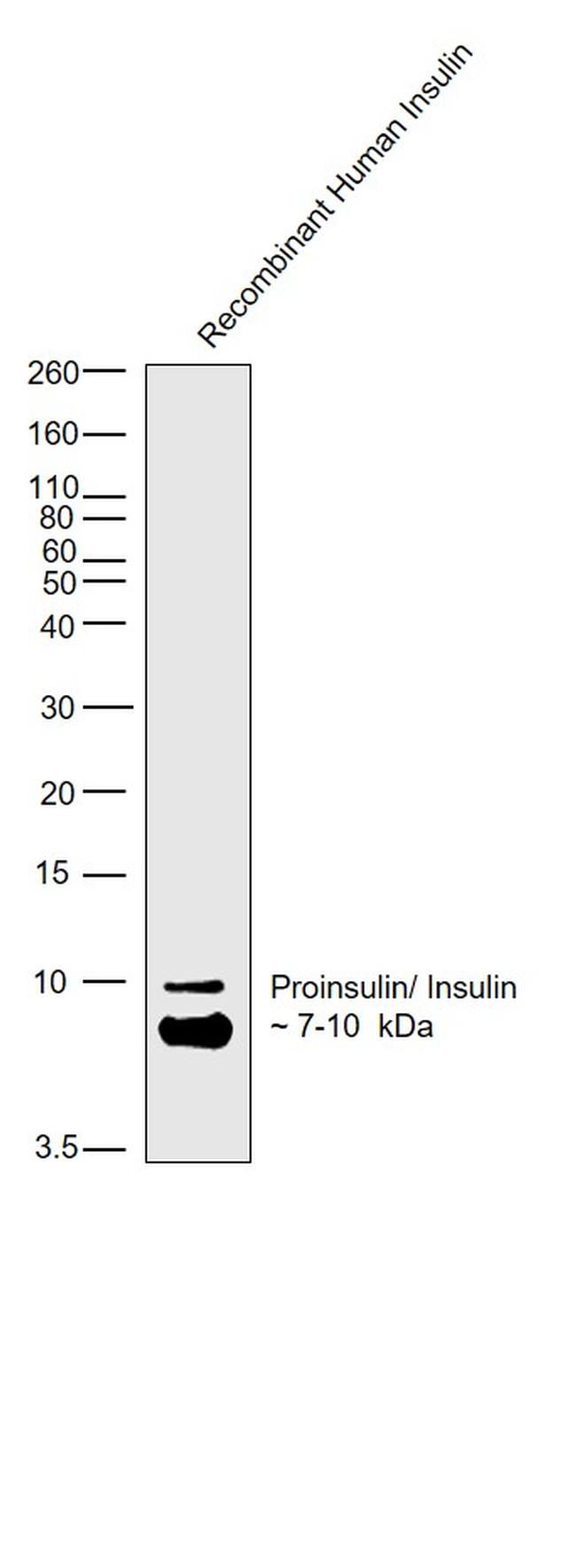 Insulin/Proinsulin Antibody in Western Blot (WB)