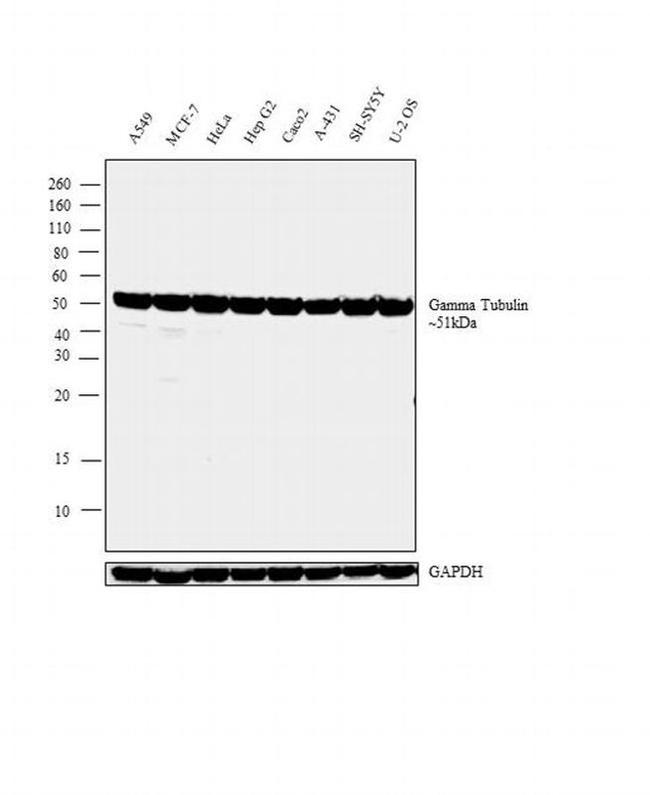 gamma Tubulin Antibody in Western Blot (WB)