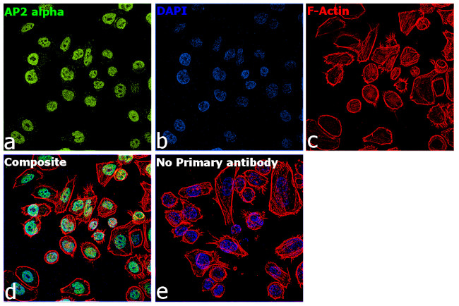 AP2 alpha Antibody in Immunocytochemistry (ICC/IF)