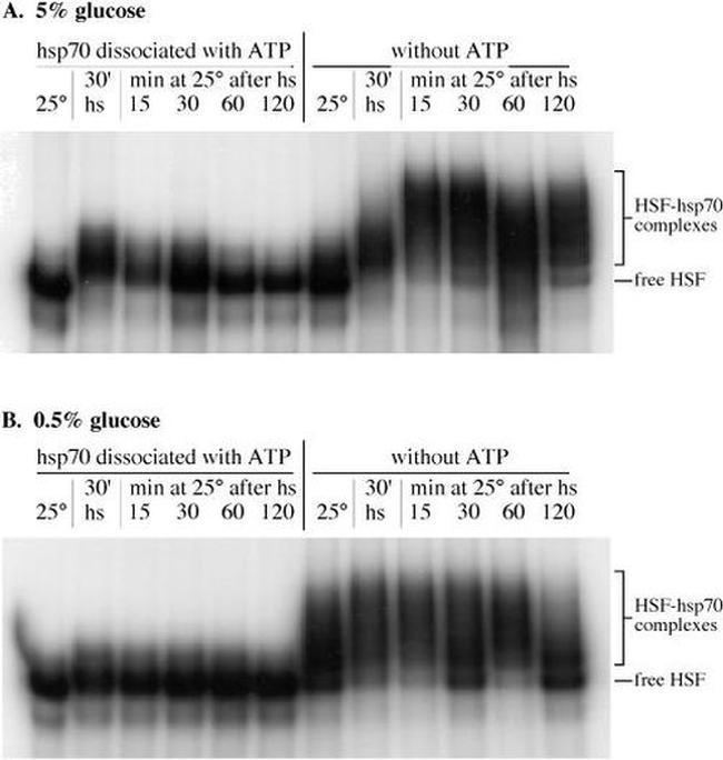 HSP70 Antibody in Gel Shift (GS)