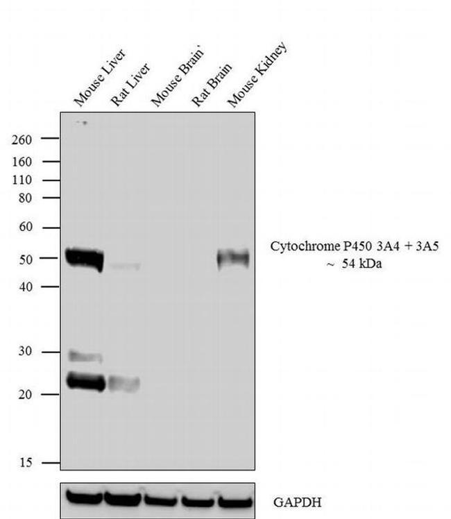CYP3A4/CYP3A5 Antibody in Western Blot (WB)