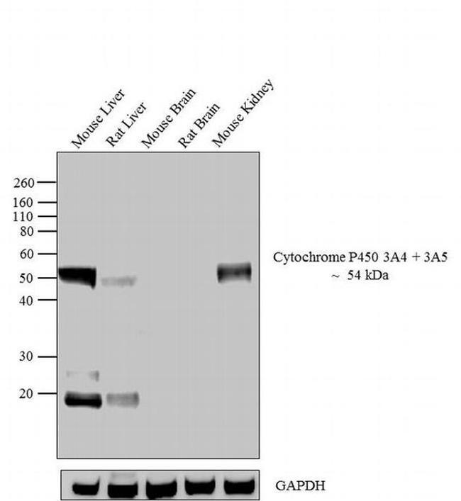 CYP3A5 Antibody in Western Blot (WB)