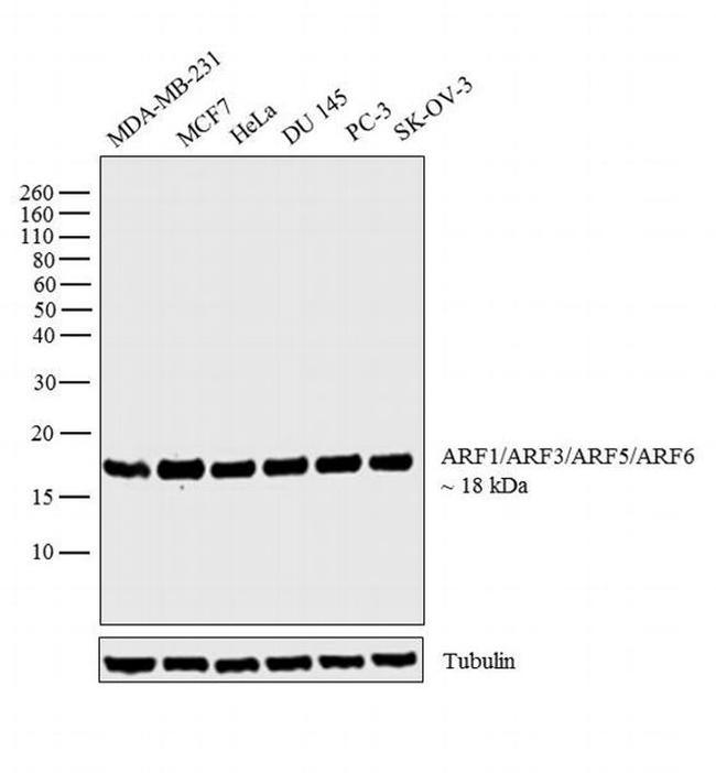 ARF1/ARF3/ARF5/ARF6 Antibody in Western Blot (WB)