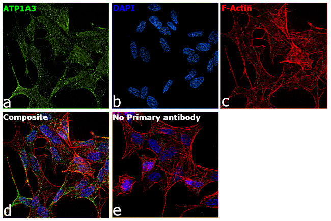 ATP1A3 Antibody in Immunocytochemistry (ICC/IF)