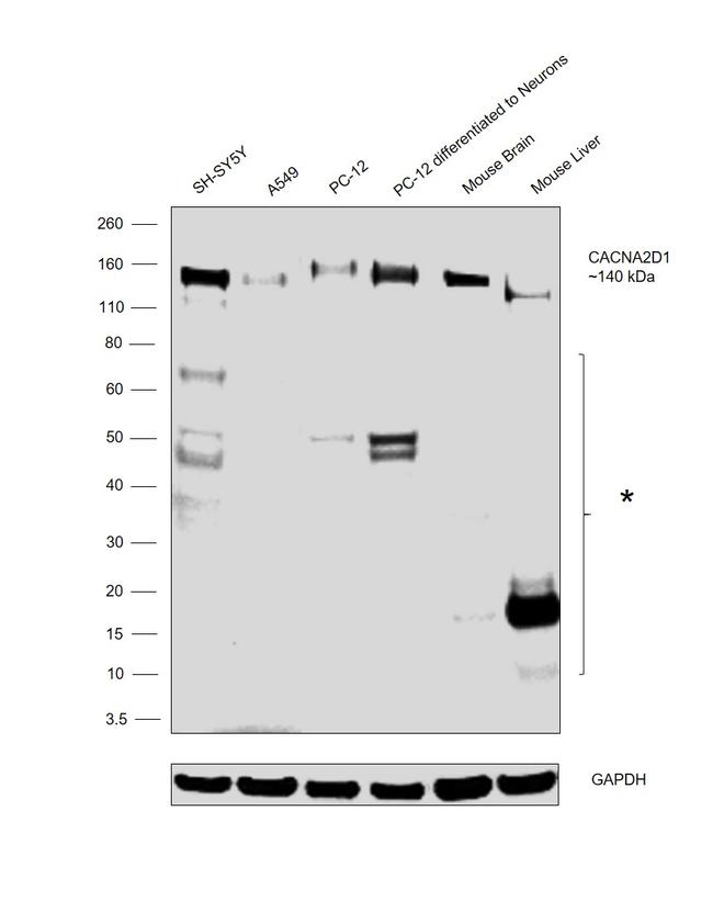 CACNA2D1 Antibody in Western Blot (WB)