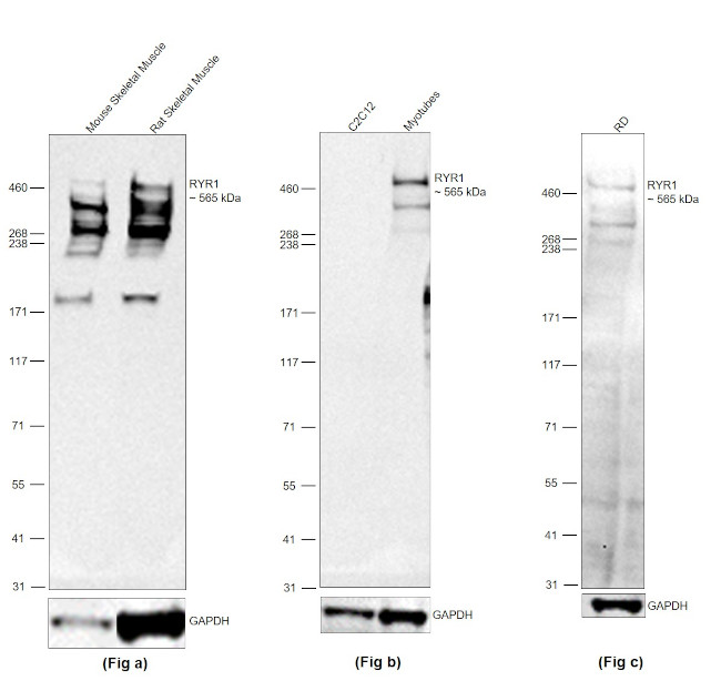 RyR1 Antibody in Western Blot (WB)