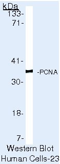 PCNA Antibody in Western Blot (WB)