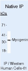 Myogenin Antibody in Immunoprecipitation (IP)