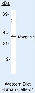 Myogenin Antibody in Western Blot (WB)
