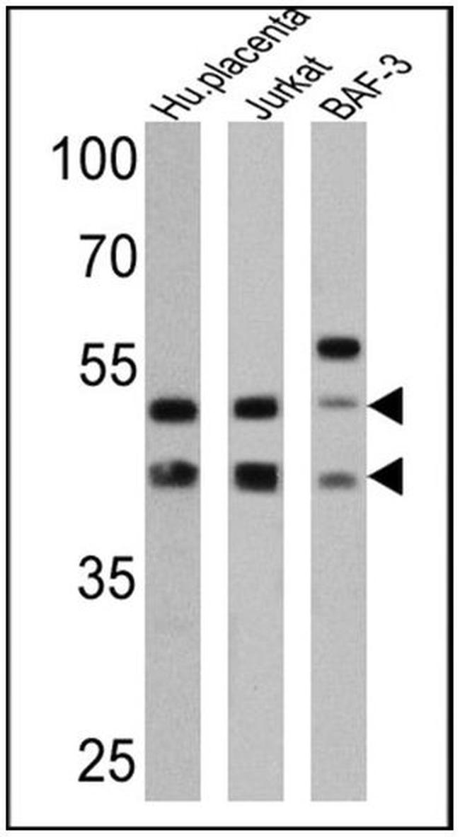 CD47 Antibody in Western Blot (WB)