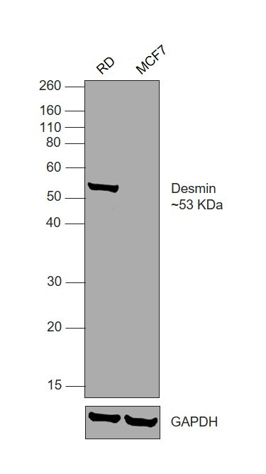 Desmin Antibody