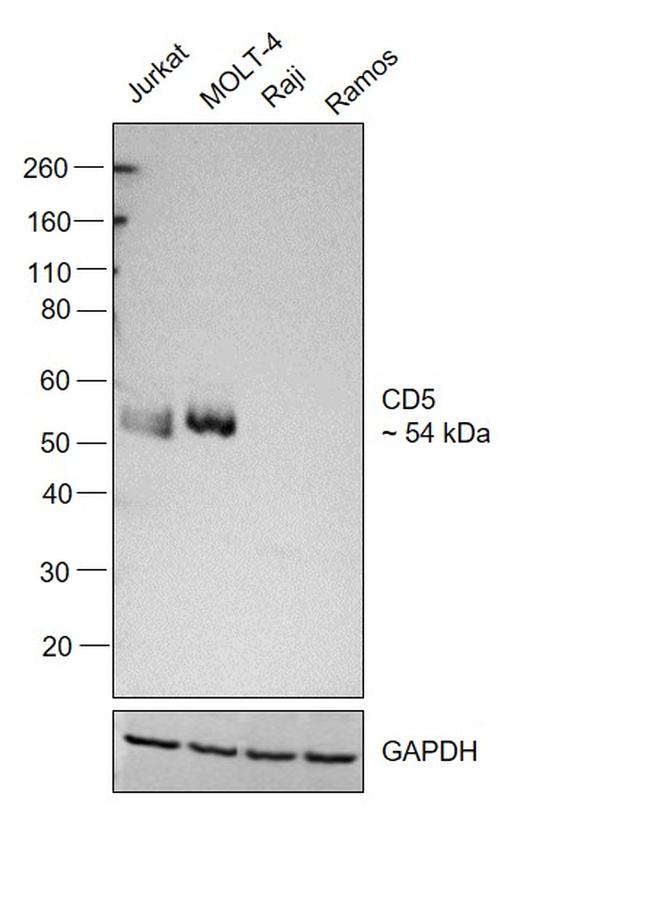 CD5 Antibody in Western Blot (WB)