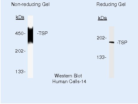 Thrombospondin 1 Antibody in Western Blot (WB)