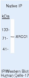 XRCC1 Antibody in Immunoprecipitation (IP)
