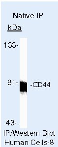 CD44 Antibody in Immunoprecipitation (IP)