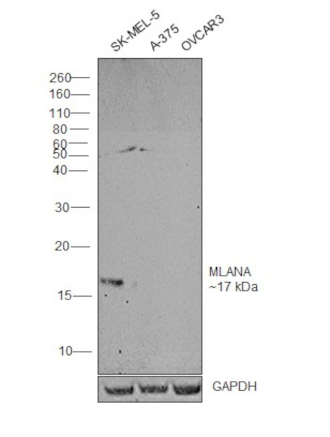 Melan-A Antibody