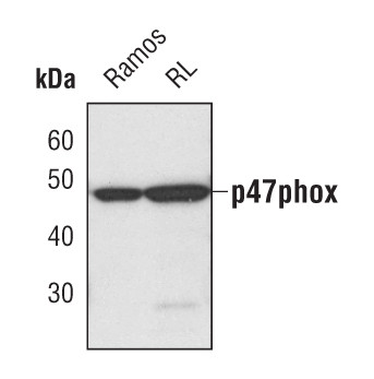 p47phox Antibody in Western Blot (WB)