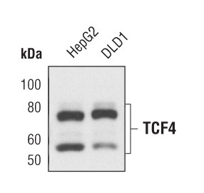 TCF7L2 Antibody in Western Blot (WB)