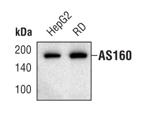 AS160 Antibody in Western Blot (WB)