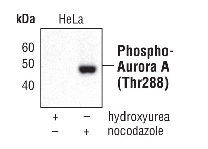 Phospho-Aurora A (Thr288) Antibody in Western Blot (WB)