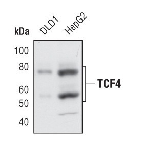 TCF7L2 Antibody in Western Blot (WB)