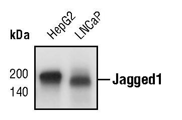 Jagged1 Antibody in Western Blot (WB)