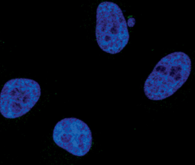 Phospho-STAT1 (Tyr701) Antibody in Immunocytochemistry (ICC/IF)